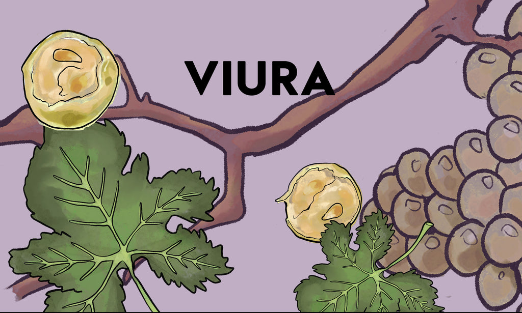 Wine Grapes: Viura