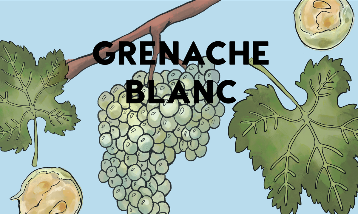 Wine Grapes: Grenache Blanc – Wine Clique