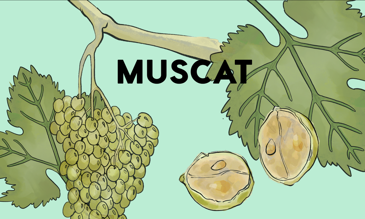 Wine Grapes: Muscat – Wine Clique